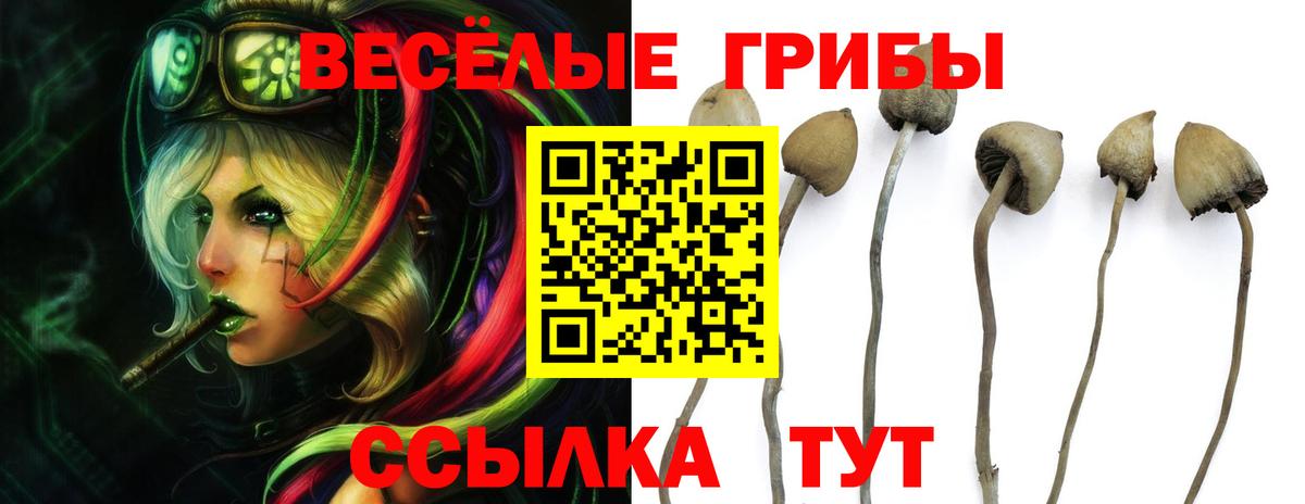 Псилоцибиновые грибы Cubensis Отрадное